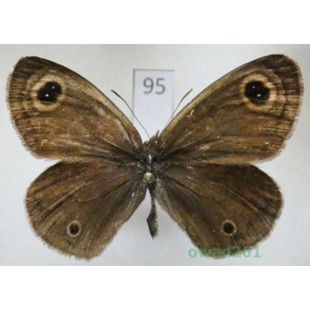 Ypthima huebneri Kirby, 1871 China95